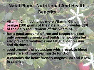 Natal Plum - Nutritional And Health
Benefits
• Vitamin C; in fact it has more Vitamin C than in an
orange (100 grams of the natal Plum provides 63%
of the daily requirement of this vitamin).
• has a good amounts of Iron and copper that not
only prevents anemia and builds hemoglobin but
also prevents weakness and fatigue, depression
and dizziness.
• good amounts of potassium which regulate blood
pressure and improves muscle function.
• It contains the heart friendly magnesium and is low
in calories.
 