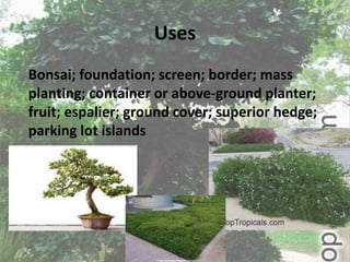 Uses
Bonsai; foundation; screen; border; mass
planting; container or above-ground planter;
fruit; espalier; ground cover; superior hedge;
parking lot islands
 