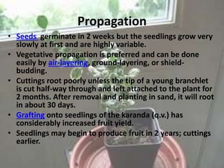 Propagation
• Seeds germinate in 2 weeks but the seedlings grow very
slowly at first and are highly variable.
• Vegetative propagation is preferred and can be done
easily by air-layering, ground-layering, or shield-
budding.
• Cuttings root poorly unless the tip of a young branchlet
is cut half-way through and left attached to the plant for
2 months. After removal and planting in sand, it will root
in about 30 days.
• Grafting onto seedlings of the karanda (q.v.) has
considerably increased fruit yield.
• Seedlings may begin to produce fruit in 2 years; cuttings
earlier.
 