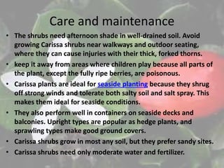 Care and maintenance
• The shrubs need afternoon shade in well-drained soil. Avoid
growing Carissa shrubs near walkways and outdoor seating,
where they can cause injuries with their thick, forked thorns.
• keep it away from areas where children play because all parts of
the plant, except the fully ripe berries, are poisonous.
• Carissa plants are ideal for seaside planting because they shrug
off strong winds and tolerate both salty soil and salt spray. This
makes them ideal for seaside conditions.
• They also perform well in containers on seaside decks and
balconies. Upright types are popular as hedge plants, and
sprawling types make good ground covers.
• Carissa shrubs grow in most any soil, but they prefer sandy sites.
• Carissa shrubs need only moderate water and fertilizer.
 
