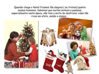 Quando chega o Natal ficamos tão alegres ( ou tristes) quanto nossos humanos. Sabemos que muitos animais e pessoas, especialmente nesta época, não tem a sorte de desfrutar vidas tão ricas em afeto, saúde e mimos...  
