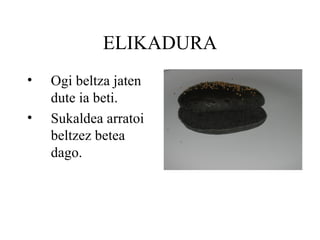 ELIKADURA Ogi beltza jaten dute ia beti. Sukaldea arratoi beltzez betea dago. 