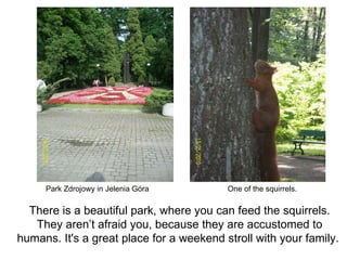 Park Zdrojowy in Jelenia Góra One of the squirrels. There is a beautiful park, where you can feed the squirrels. They aren’t afraid you, because they are accustomed to humans. It's a great place for a weekend stroll with your family.  