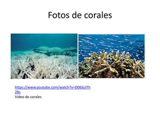 Fotos de corales
https://www.youtube.com/watch?v=D06SulTh
2Bs
Video de corales
 