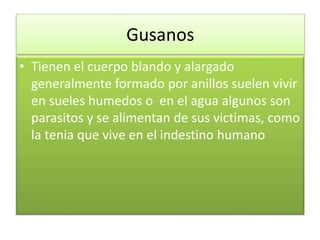 Gusanos
• Tienen el cuerpo blando y alargado
generalmente formado por anillos suelen vivir
en sueles humedos o en el agua algunos son
parasitos y se alimentan de sus victimas, como
la tenia que vive en el indestino humano
 