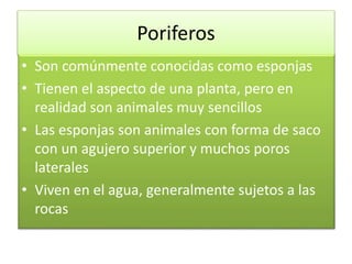 Poriferos
• Son comúnmente conocidas como esponjas
• Tienen el aspecto de una planta, pero en
realidad son animales muy sencillos
• Las esponjas son animales con forma de saco
con un agujero superior y muchos poros
laterales
• Viven en el agua, generalmente sujetos a las
rocas
 