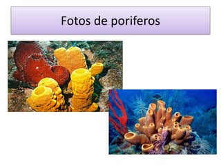 Fotos de poriferos
 