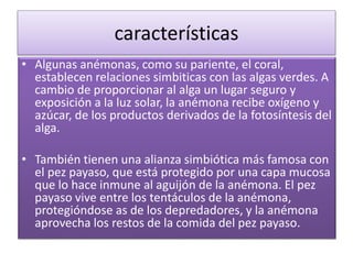 características
• Algunas anémonas, como su pariente, el coral,
establecen relaciones simbiticas con las algas verdes. A
cambio de proporcionar al alga un lugar seguro y
exposición a la luz solar, la anémona recibe oxígeno y
azúcar, de los productos derivados de la fotosíntesis del
alga.
• También tienen una alianza simbiótica más famosa con
el pez payaso, que está protegido por una capa mucosa
que lo hace inmune al aguijón de la anémona. El pez
payaso vive entre los tentáculos de la anémona,
protegióndose as de los depredadores, y la anémona
aprovecha los restos de la comida del pez payaso.
 