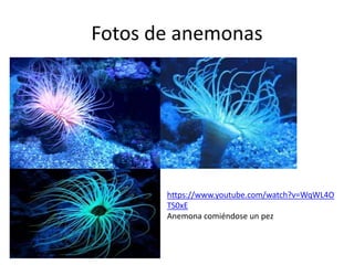 Fotos de anemonas
https://www.youtube.com/watch?v=WqWL4O
TS0xE
Anemona comiéndose un pez
 