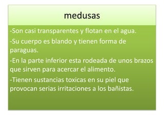 medusas
-Son casi transparentes y flotan en el agua.
-Su cuerpo es blando y tienen forma de
paraguas.
-En la parte inferior esta rodeada de unos brazos
que sirven para acercar el alimento.
-Tienen sustancias toxicas en su piel que
provocan serias irritaciones a los bañistas.
 
