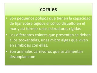 corales
• Son pequeños pólipos que tienen la capacidad
de fijar sobre tejidos el cólico disuelto en el
mar y así formar unas estructuras rígidas
• Los diferentes colores que presentan se deben
a los zooxantelas, unas micro algas que viven
en simbiosis con ellas.
• Son animales carnívoros que se alimentan
dezooplancton
 
