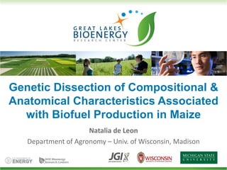 Genetic Dissection of Compositional &
Anatomical Characteristics Associated
with Biofuel Production in Maize
Natalia de Leon
Department of Agronomy – Univ. of Wisconsin, Madison
 