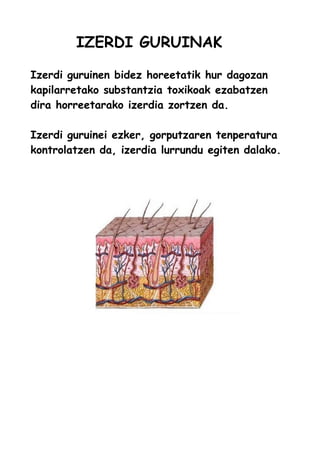 IZERDI GURUINAK
Izerdi guruinen bidez horeetatik hur dagozan
kapilarretako substantzia toxikoak ezabatzen
dira horreetarako izerdia zortzen da.
Izerdi guruinei ezker, gorputzaren tenperatura
kontrolatzen da, izerdia lurrundu egiten dalako.
 