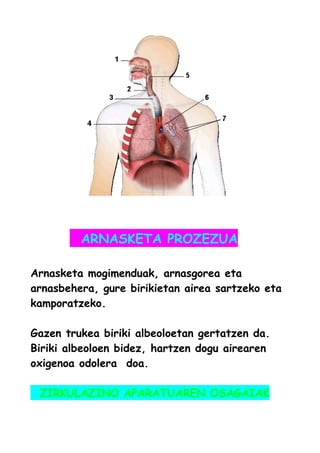 ARNASKETA PROZEZUA
Arnasketa mogimenduak, arnasgorea eta
arnasbehera, gure birikietan airea sartzeko eta
kamporatzeko.
Gazen trukea biriki albeoloetan gertatzen da.
Biriki albeoloen bidez, hartzen dogu airearen
oxigenoa odolera doa.
ZIRKULAZINO APARATUAREN OSAGAIAK
 