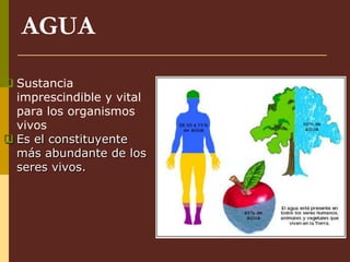 AGUA
 Sustancia
imprescindible y vital
para los organismos
vivos
 Es el constituyente
más abundante de los
seres vivos.
 