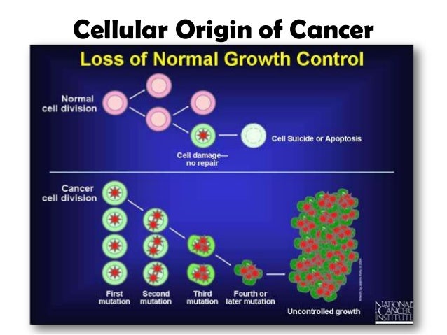 the role of vitamin d in breast cancer