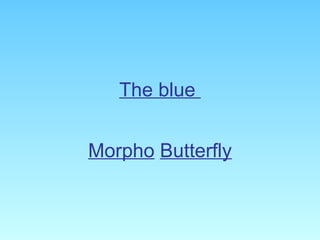 The blue  Morpho   Butterfly 