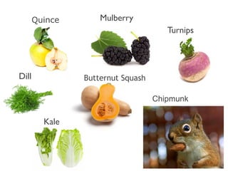 Quince

Mulberry
Turnips

Dill

Butternut Squash
Сhipmunk

Kale

 