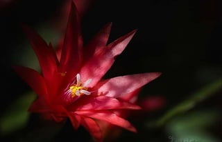 Natalya Kuznetsova   fleurs