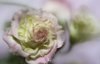 Natalya Kuznetsova   fleurs