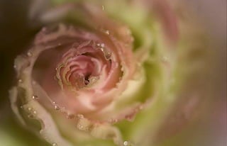 Natalya Kuznetsova   fleurs