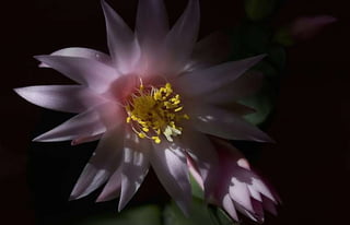 Natalya Kuznetsova   fleurs