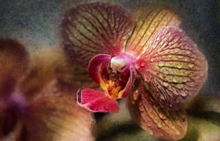 Natalya Kuznetsova   fleurs