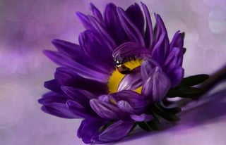 Natalya Kuznetsova   fleurs