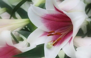 Natalya Kuznetsova   fleurs