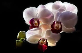 Natalya Kuznetsova   fleurs