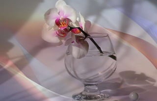 Natalya Kuznetsova   fleurs