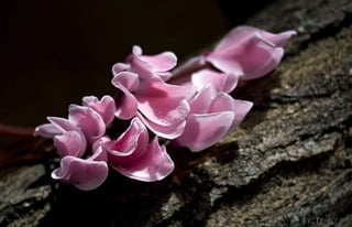 Natalya Kuznetsova   fleurs