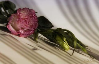 Natalya Kuznetsova   fleurs