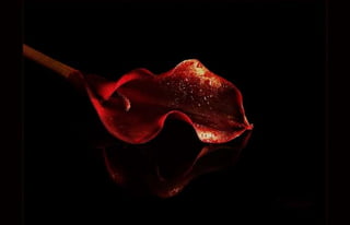 Natalya Kuznetsova   fleurs