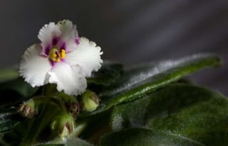 Natalya Kuznetsova   fleurs