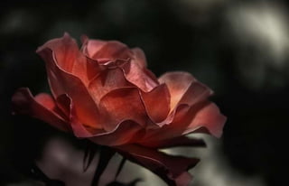 Natalya Kuznetsova   fleurs