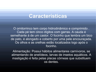 Características
O ornitorrinco tem corpo hidrodinâmico e comprimido .
Cada pé tem cinco dígitos com garras. A cauda é
semelhante à de um castor. O focinho que lembra um bico
de pato, é alongado e coberto por uma pele encouraçada.
Os olhos e as orelhas estão localizados logo após o
focinho.
Alimentação: Possui hábitos alimentares carnívoros, se
alimentando de anelídeos, larvas de insetos aquáticos. A
mastigação é feita pelas placas córneas que substituem
os dentes.
 