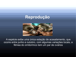 Reprodução
A espécie exibe uma única estação de acasalamento, que
ocorre entre junho e outubro, com algumas variações locais, a
fêmea do ornitorrinco tem um par de ovários
 