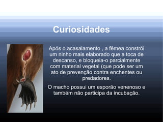 Curiosidades
Após o acasalamento , a fêmea constrói
um ninho mais elaborado que a toca de
descanso, e bloqueia-o parcialmente
com material vegetal (que pode ser um
ato de prevenção contra enchentes ou
predadores.
O macho possui um esporão venenoso e
também não participa da incubação.
 