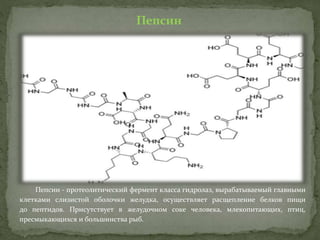 Пепсин
Пепсин - протеолитический фермент класса гидролаз, вырабатываемый главными
клетками слизистой оболочки желудка, осуществляет расщепление белков пищи
до пептидов. Присутствует в желудочном соке человека, млекопитающих, птиц,
пресмыкающихся и большинства рыб.
 
