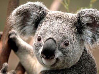 el koala 