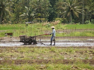 ©Auzan Sukaton
 