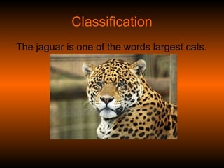 Classification The jaguar is one of the words largest cats.