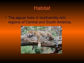 Habitat The jaguar lives in biodiversity-rich, regions of Central and South America.