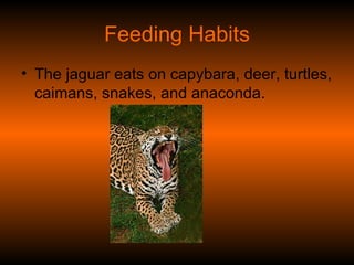 Feeding Habits The jaguar eats on capybara, deer, turtles, caimans, snakes, and anaconda.