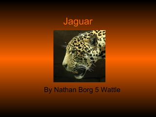 Jaguar  By Nathan Borg 5 Wattle 