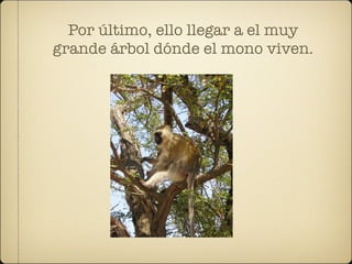 Por último, ello llegar a el muy
grande árbol dónde el mono viven.
 