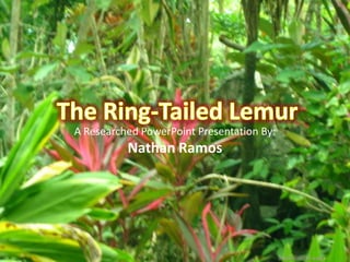 The Ring-Tailed Lemur A Researched PowerPoint Presentation By: Nathan Ramos 