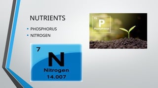 NUTRIENTS
• PHOSPHORUS
• NITROGEN
 