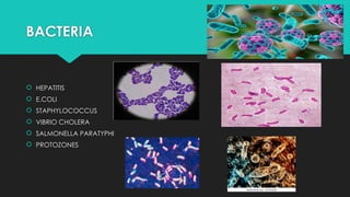 BACTERIA
 HEPATITIS
 E.COLI
 STAPHYLOCOCCUS
 VIBRIO CHOLERA
 SALMONELLA PARATYPHI
 PROTOZONES
 